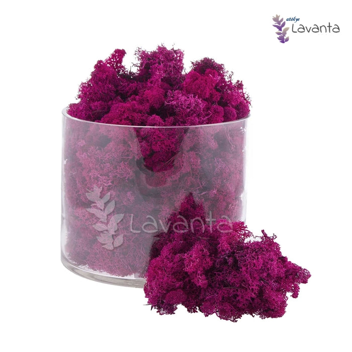 Teraryum Doğal Yosun Fuşya