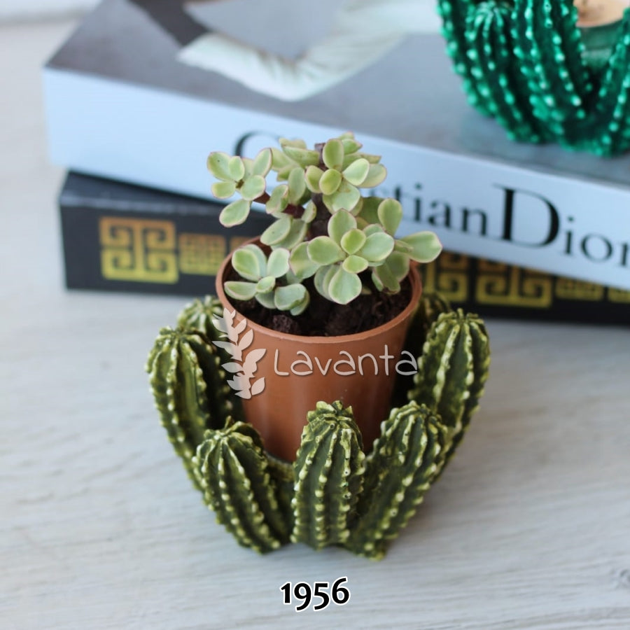 Kaktüs Mumluk ve Saksı Kalıbı