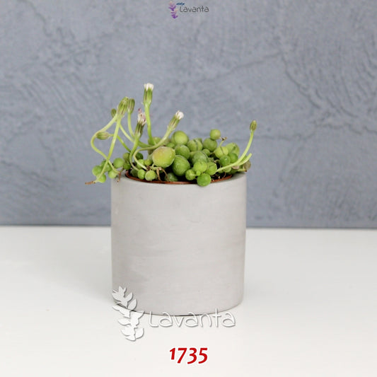 Küçük Boy Silindir Saksı Silikon Kalıbı