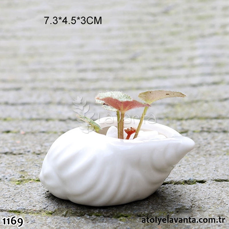 Mini Deniz Kabuğu Sukulent Saksı Silikon Kalıbı