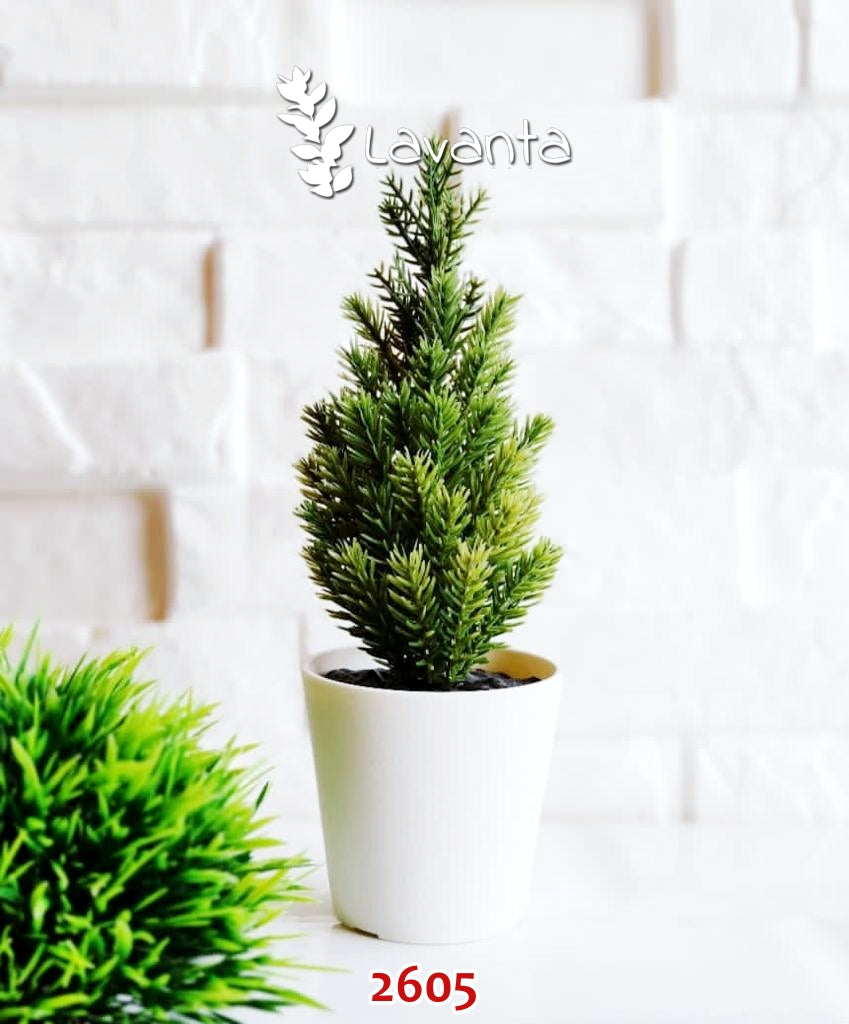 Saksılı Çam Ağacı