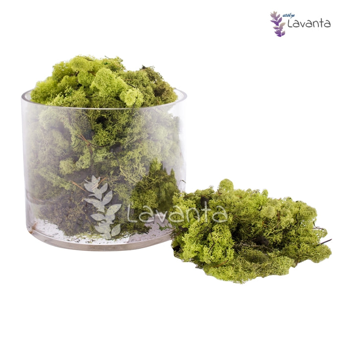 Teraryum Doğal Yosun Açık Yeşil
