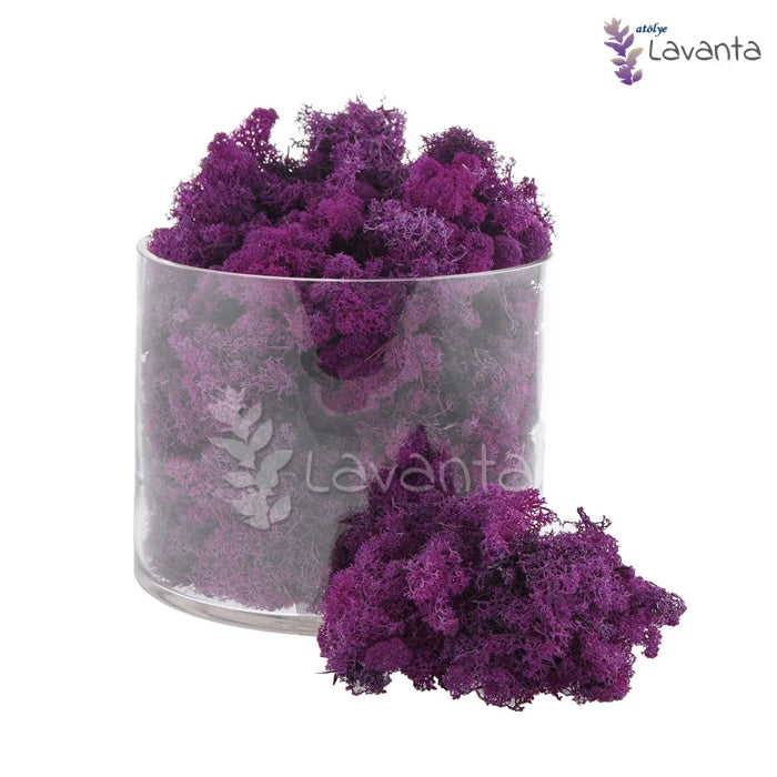 Teraryum Doğal Yosun Mor