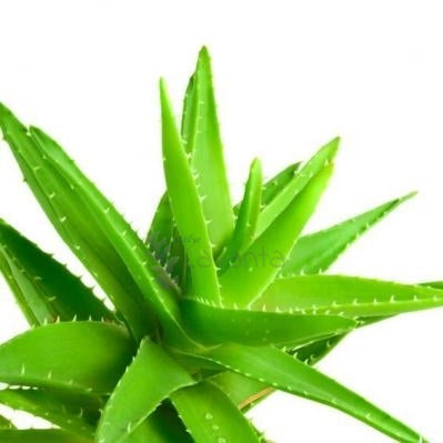 Aloe Vera Esansı