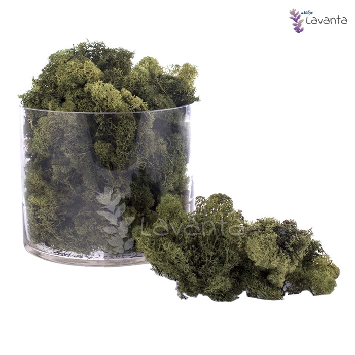 Teraryum Doğal Yosun Yeşil